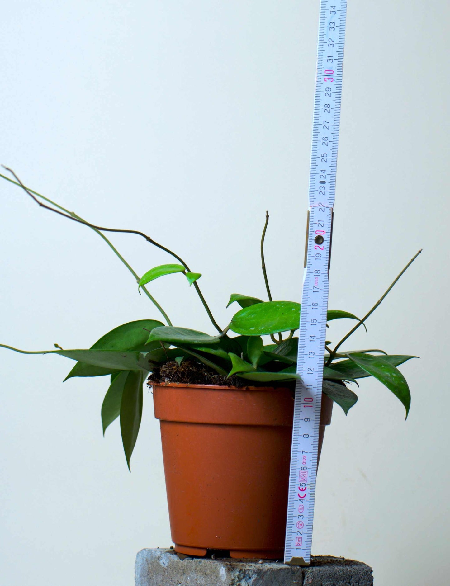 Hoya parasitica