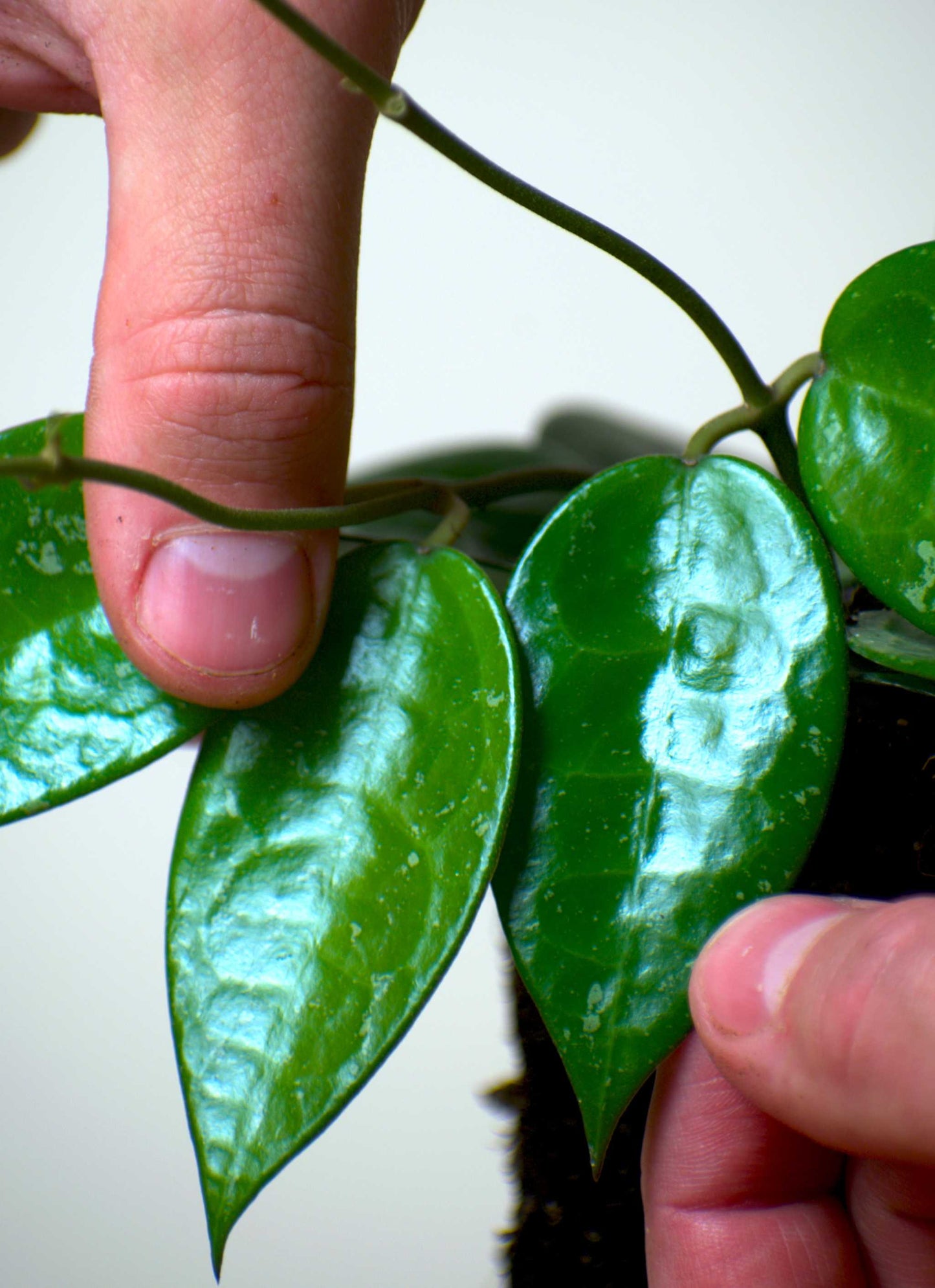 Hoya parasitica