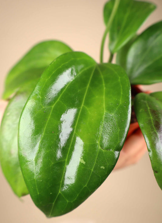 Hoya quinquenervia