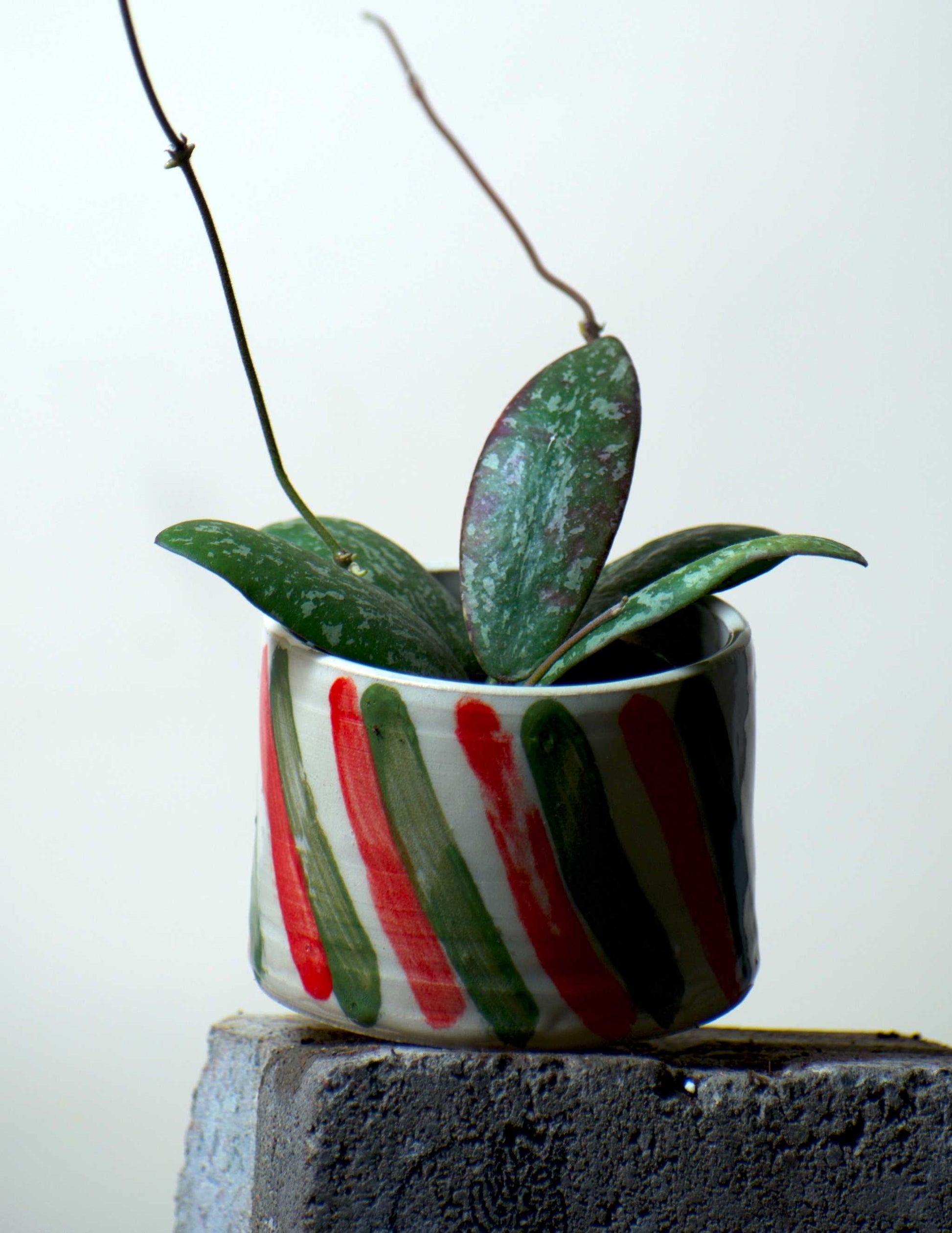 Hoya Sp. Aff Sigillatis