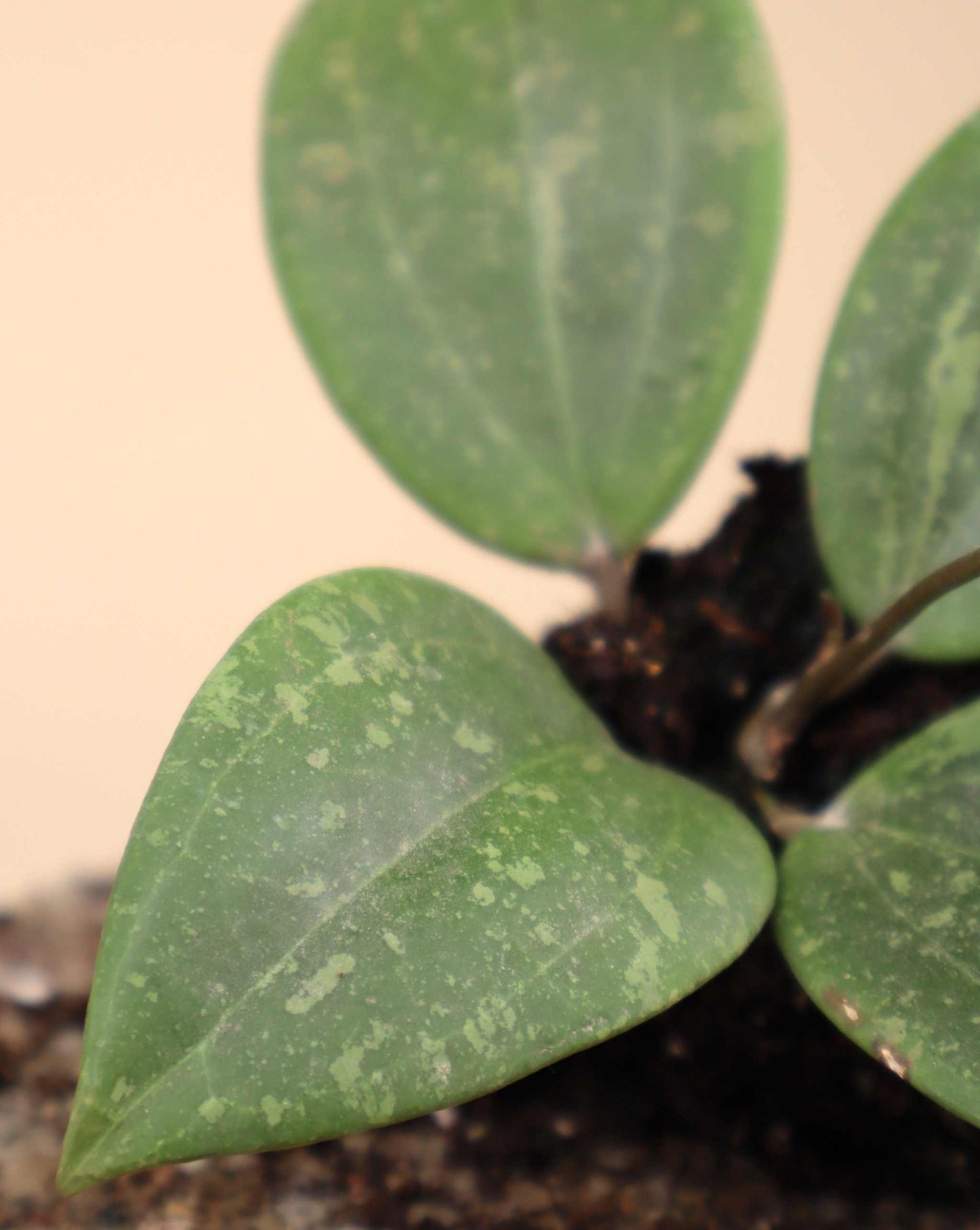 Hoya verticillata var. verticillatay