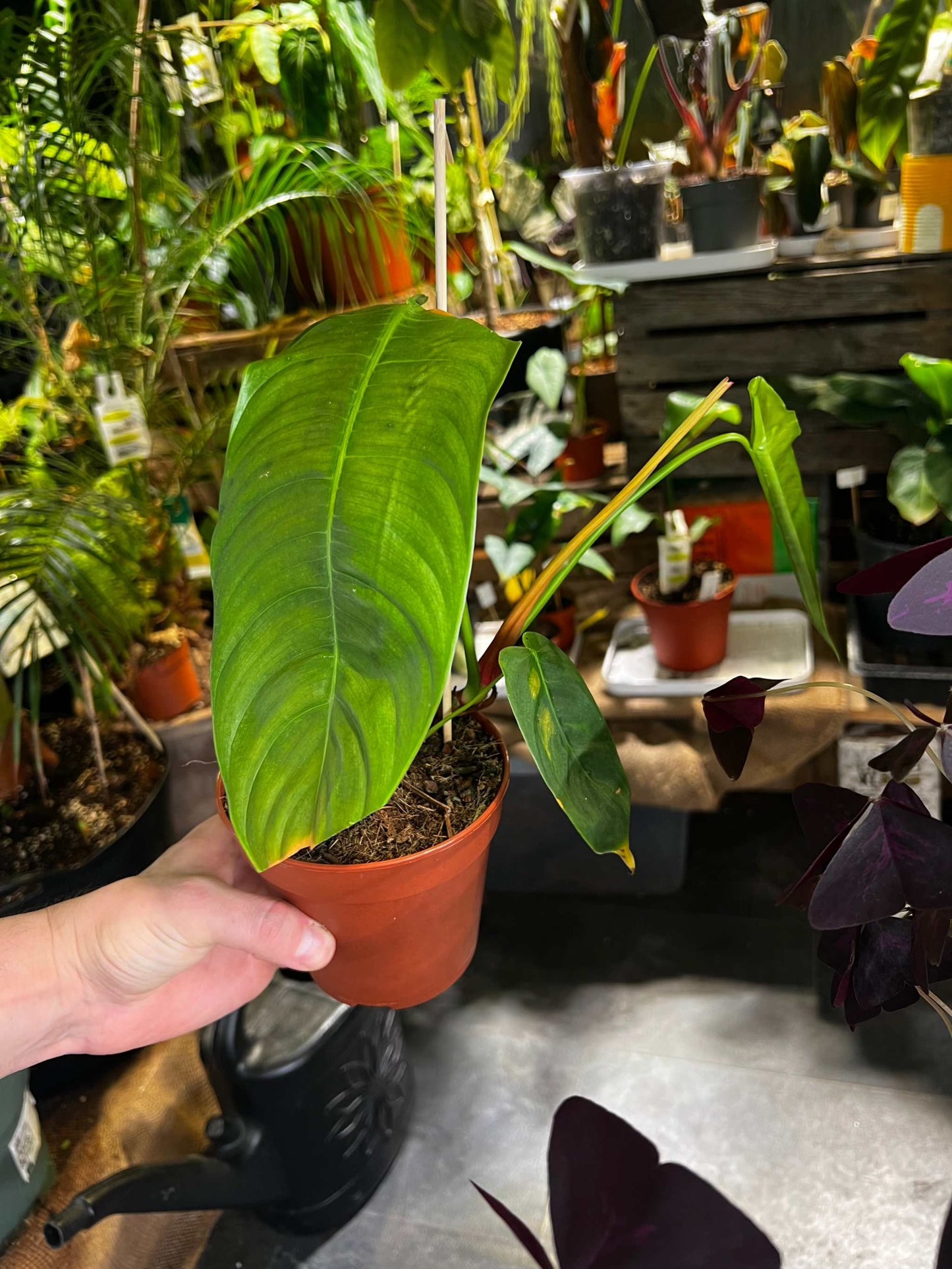 Philodendron Sharoniae