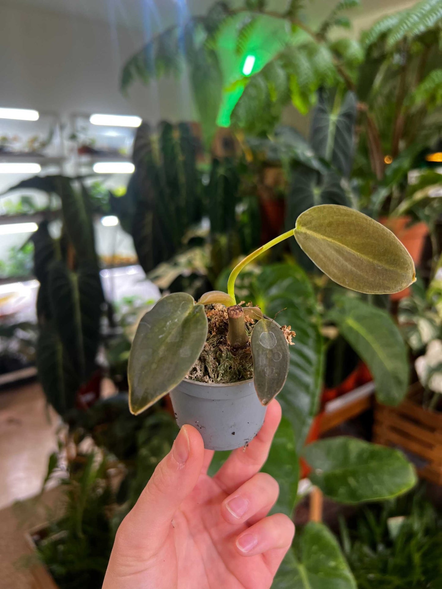 Philodendron gigas