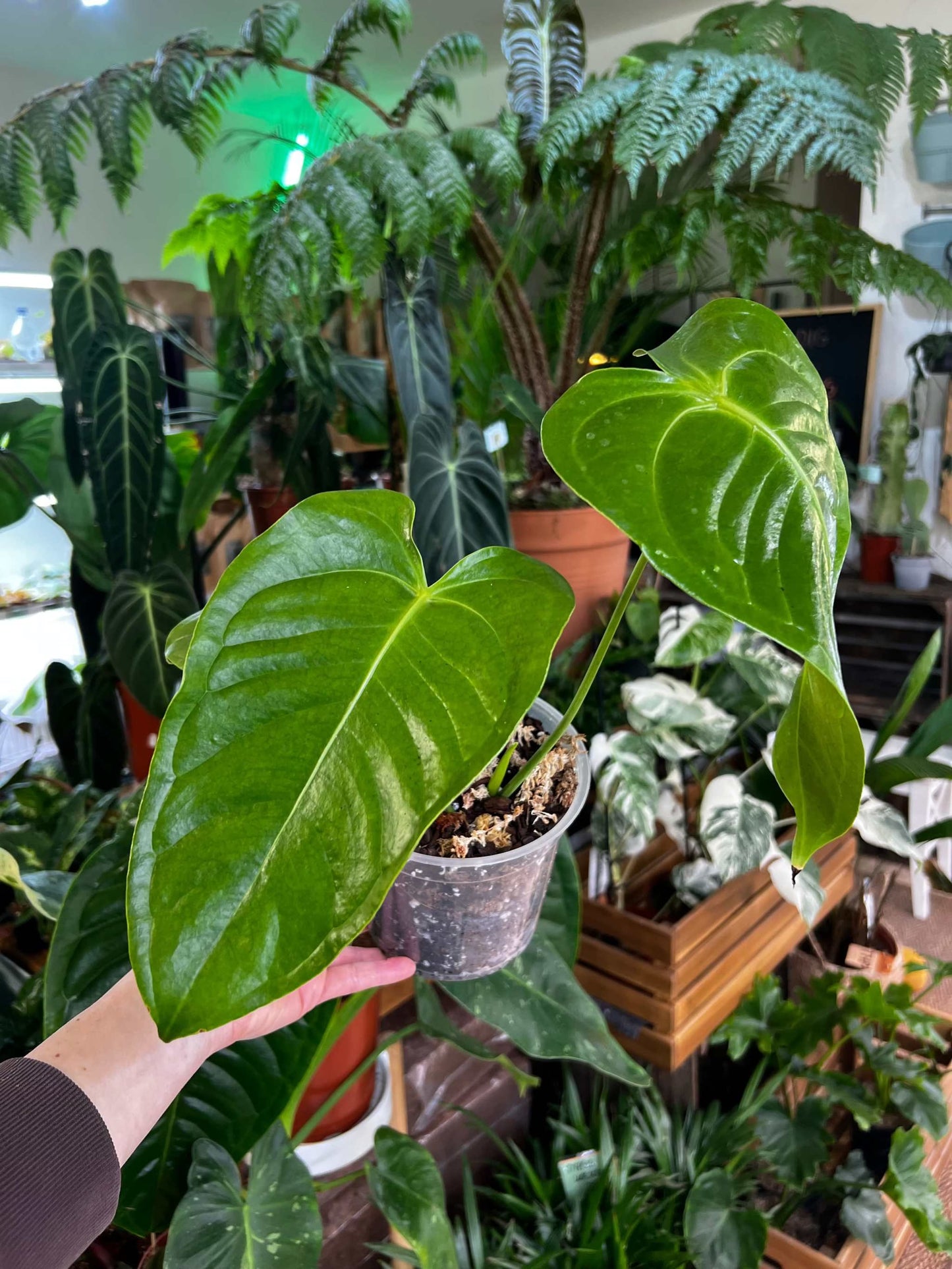 Anthurium veitchii