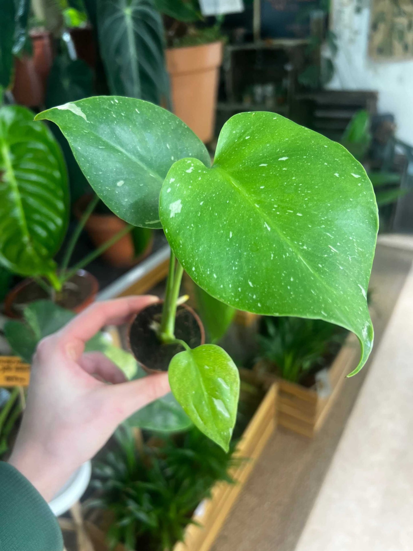 Monstera Thai Constellation