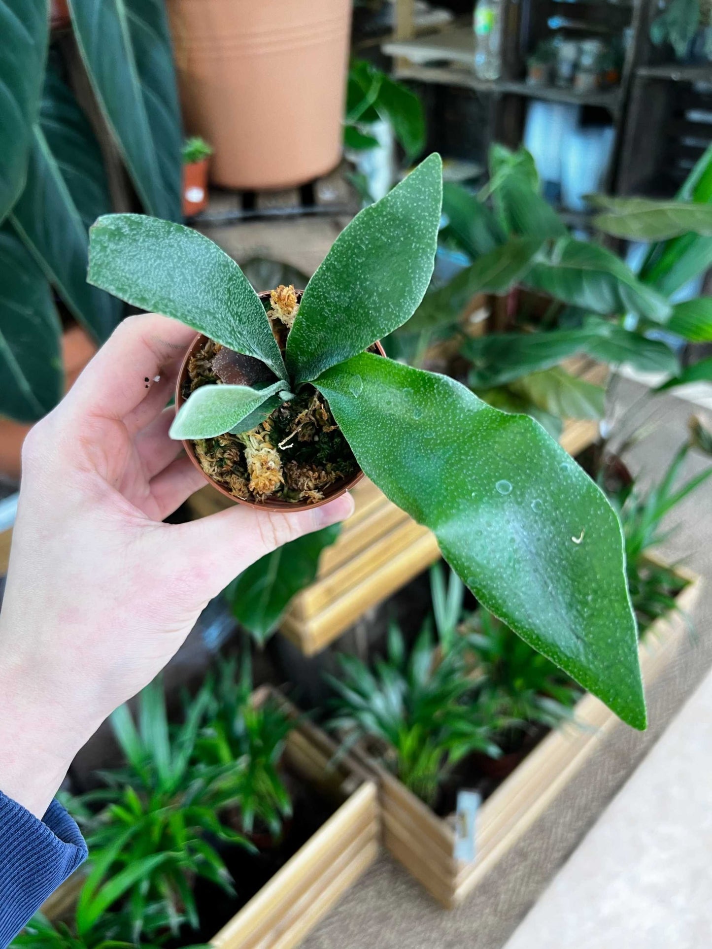 Platycerium bifurcatum | Älghornsbräken