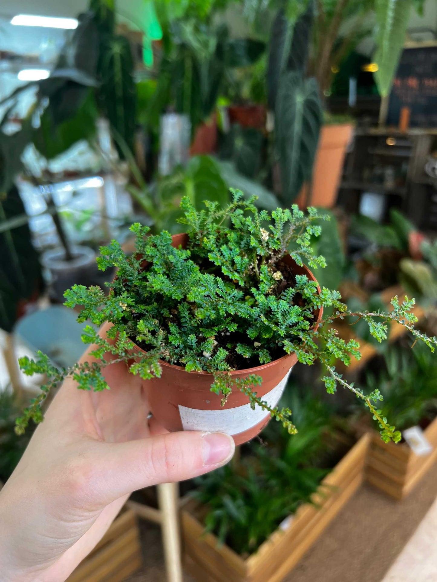 Selaginella uncinata 'Blue Moss'