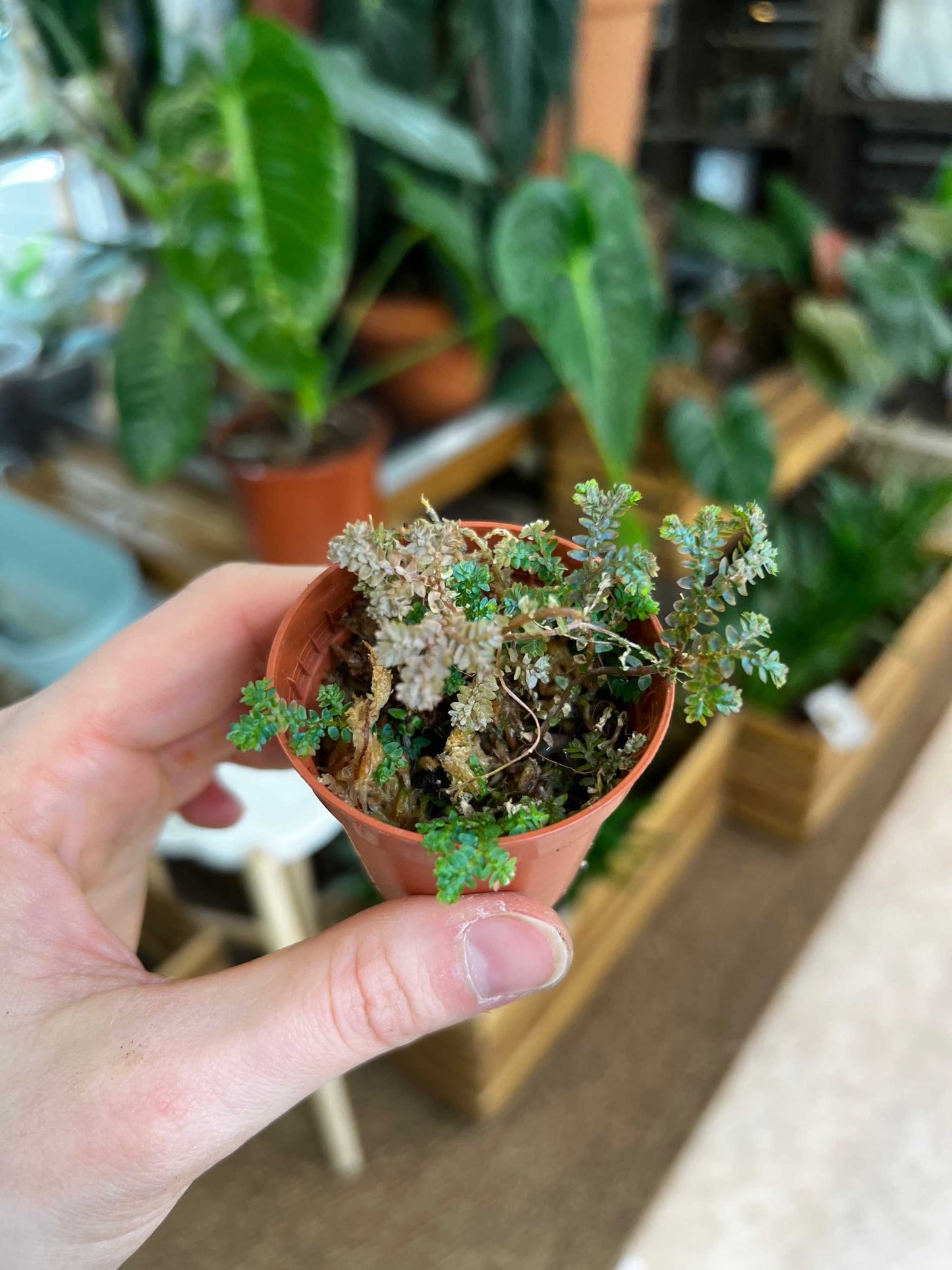 Selaginella uncinata 'Blå mossa'