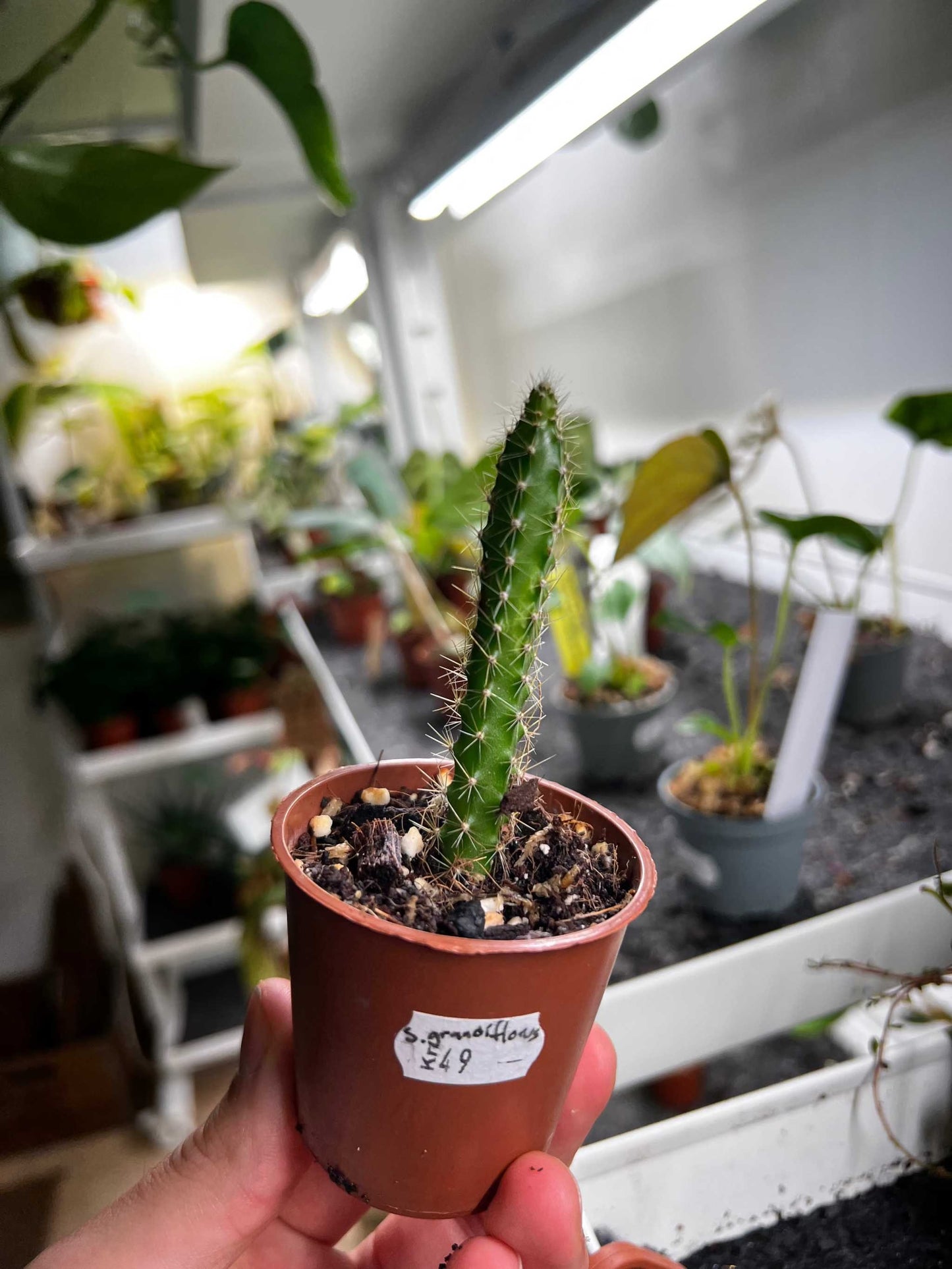 Selenicereus grandiflorus 'nattens drottning'