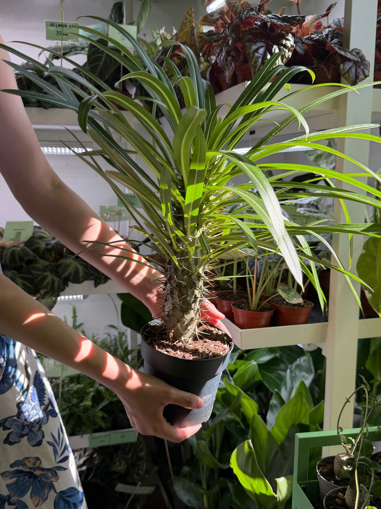 Pachypodium lamerei 'Madagascar palm'