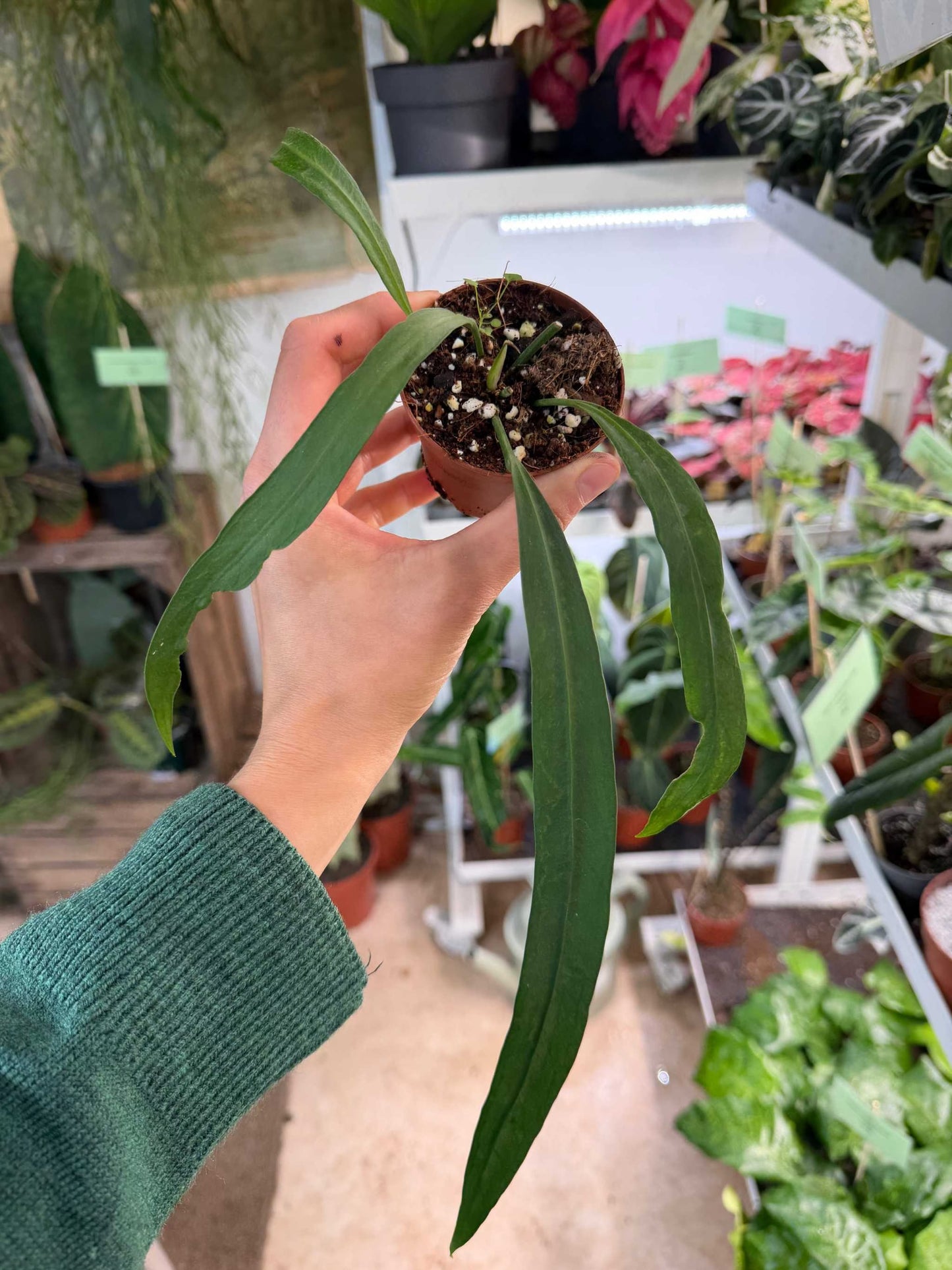 Anthurium vittariifolium