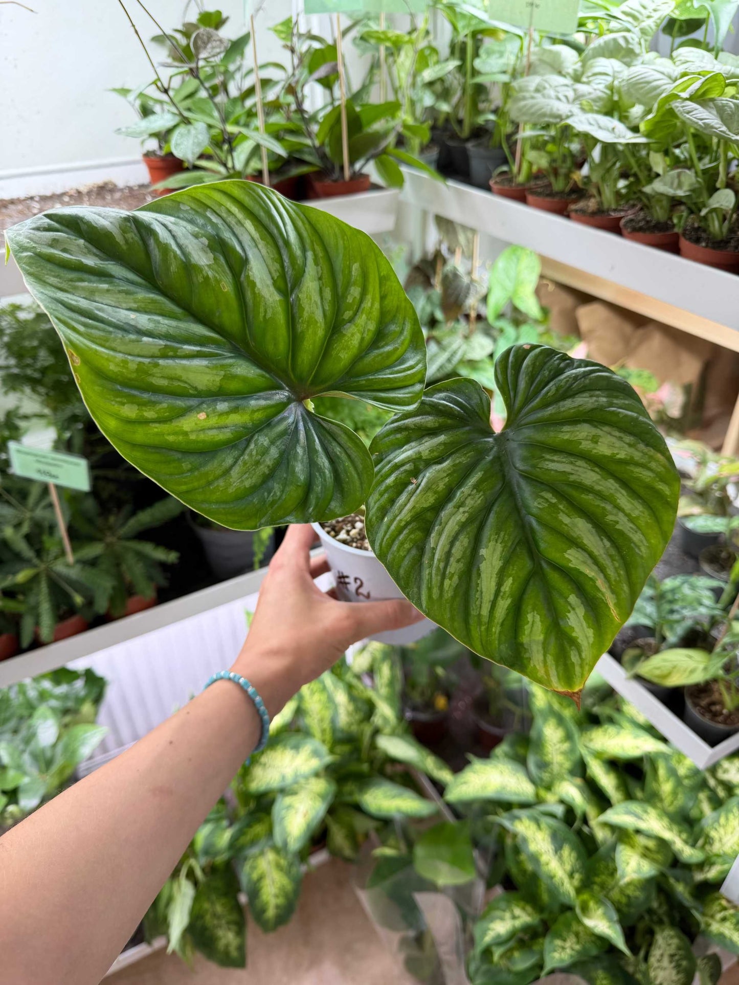 Philodendron plowmanii