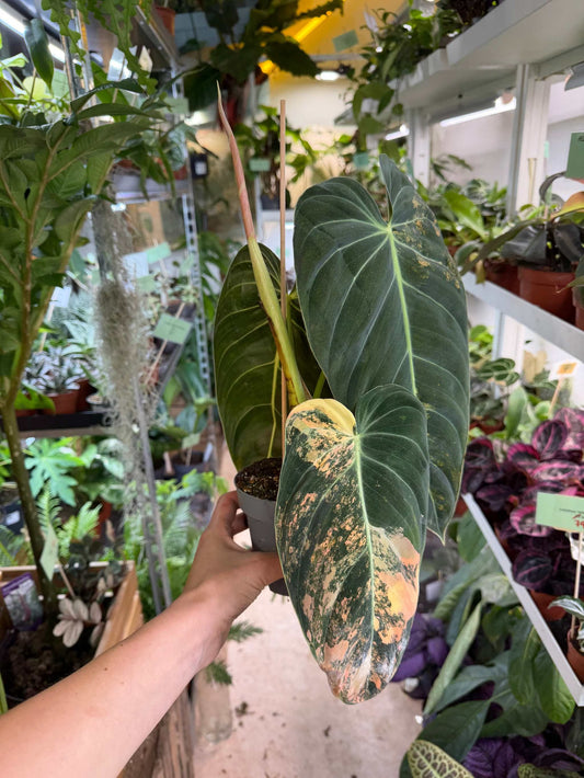 Philodendron melanochrysum Pink Variegata
