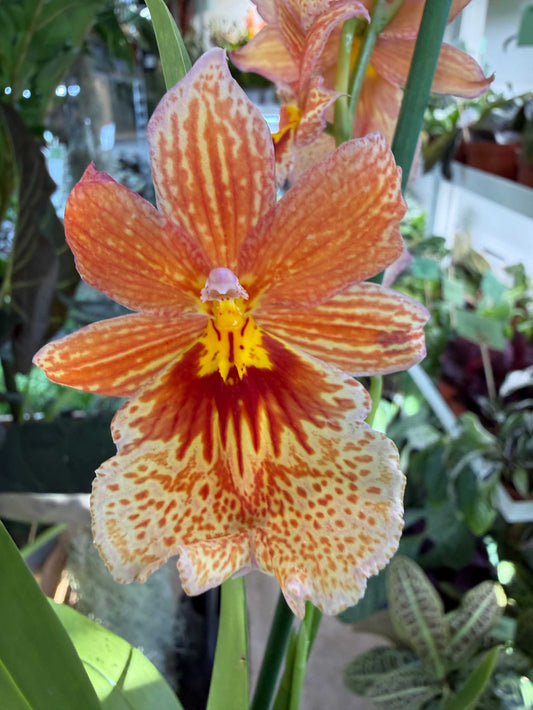 Oncidopsis Nelly Isler