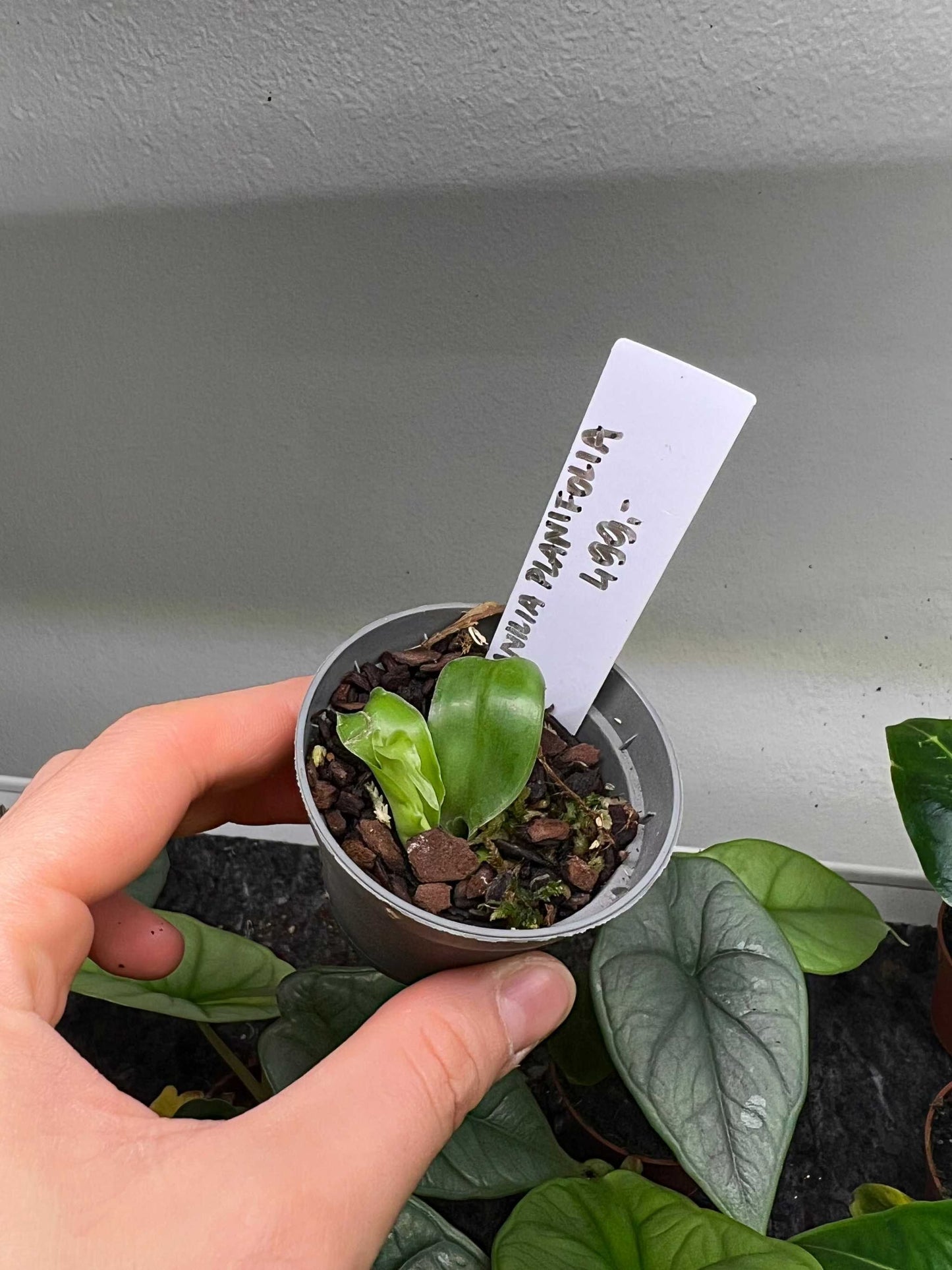 Echte Vanille Pflanze 'Vanilla planifolia'