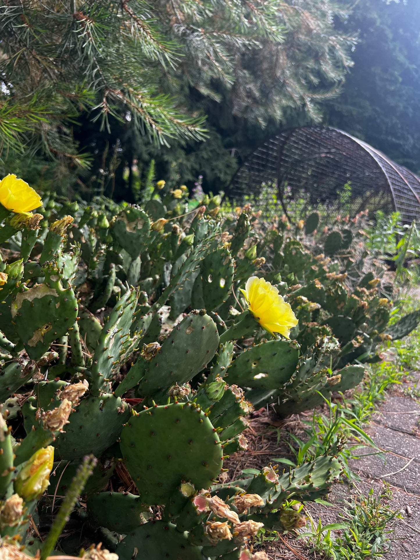 Crypopuntia 'Opuntia humifusa' (Cold-resistant prickly pear cactus)