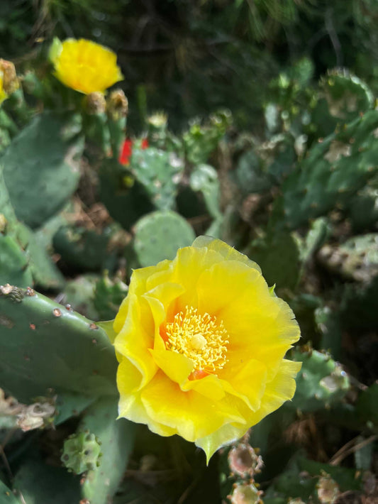 Opuntia humifusa (Cold-resistant prickly pear cactus)