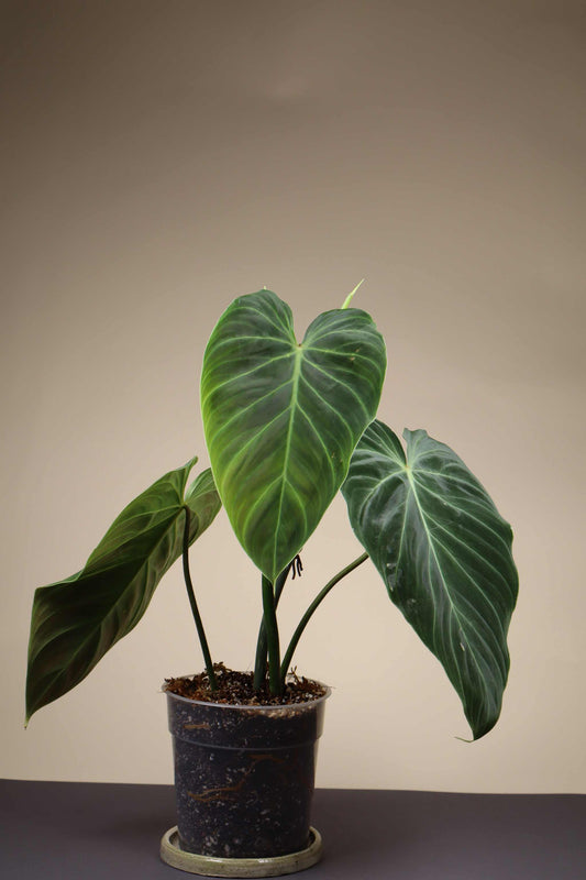 Philodendron splendid (verrucosum x melanochrysum)