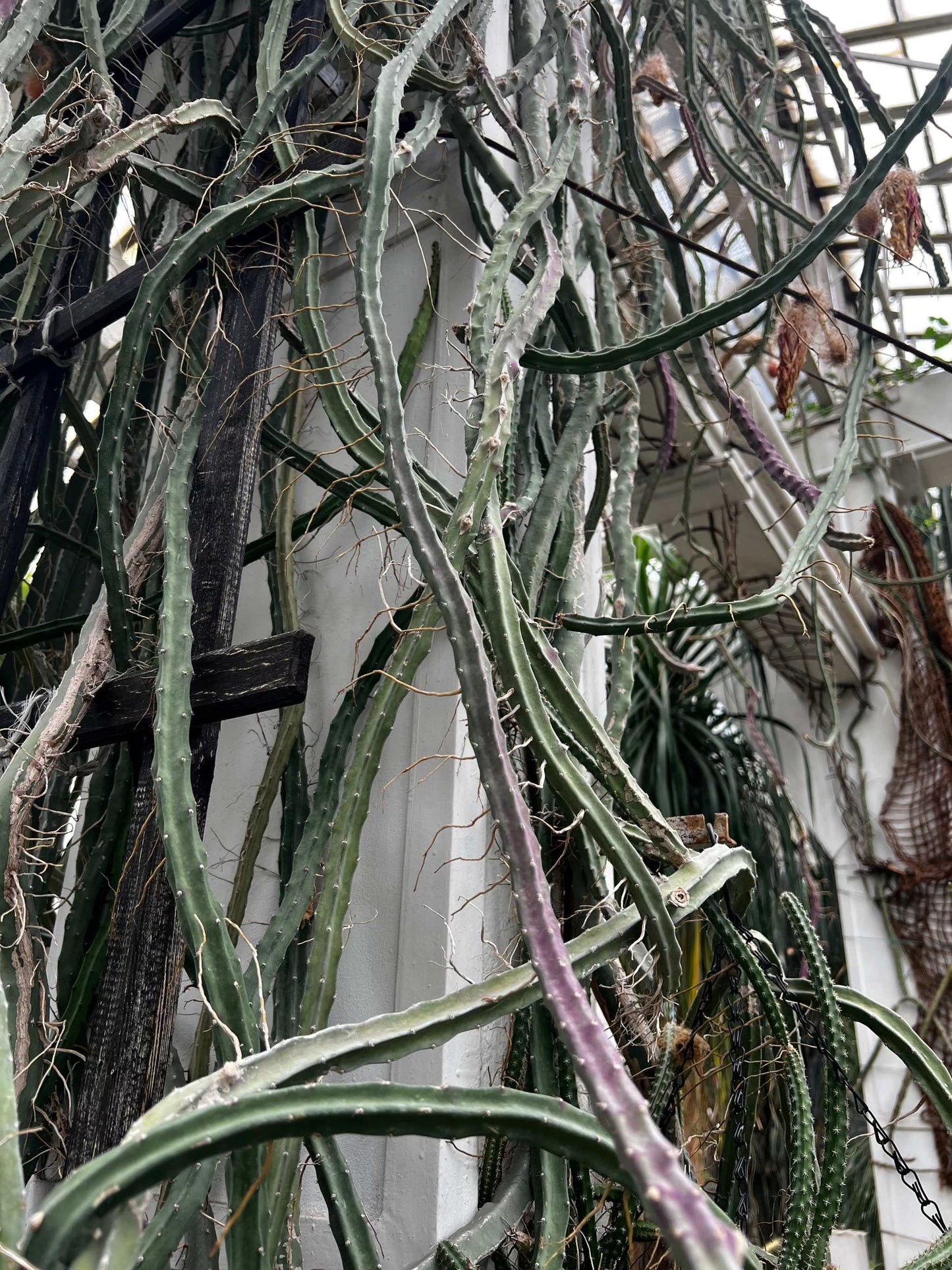 Selenicereus grandiflorus 'nattens drottning'