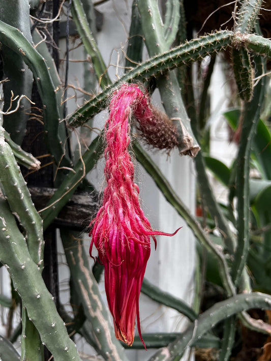 Selenicereus grandiflorus 'nattens drottning'