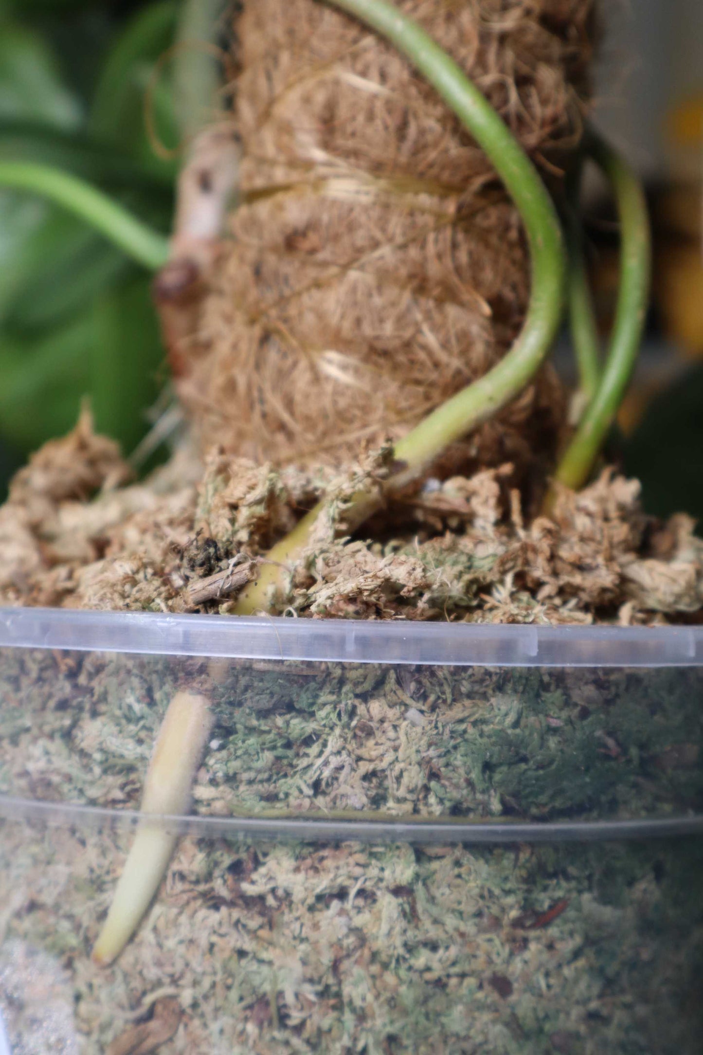 Orchideentopf Transparenten