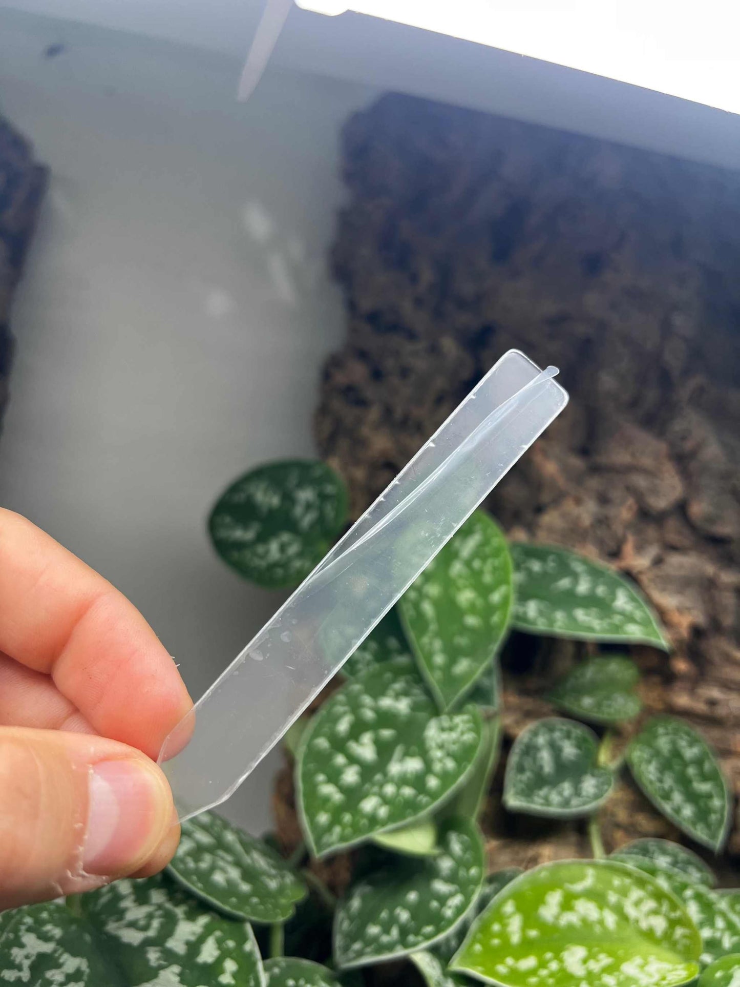 Växtetiketter i genomskinlig plast