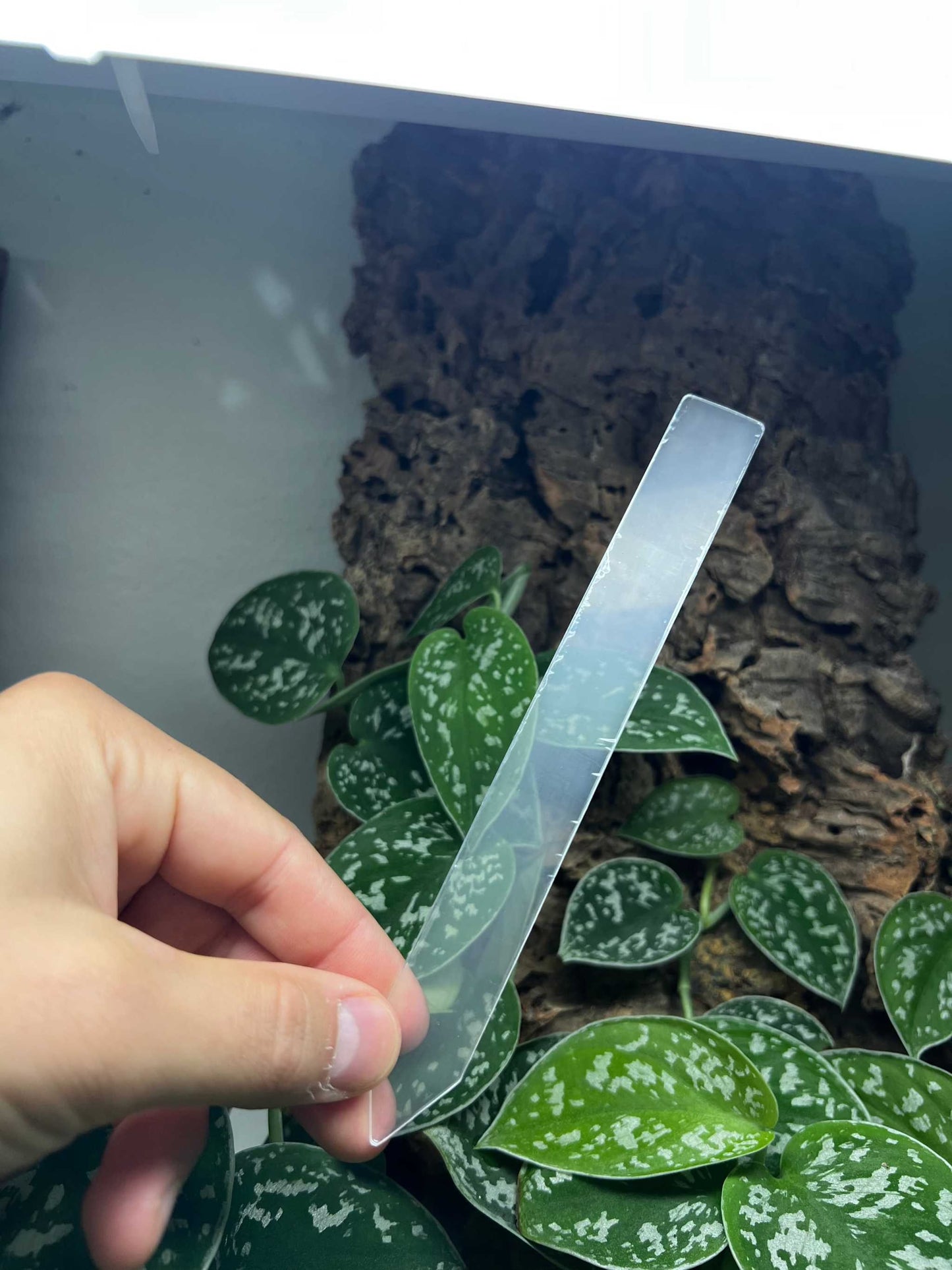 Växtetiketter i genomskinlig plast