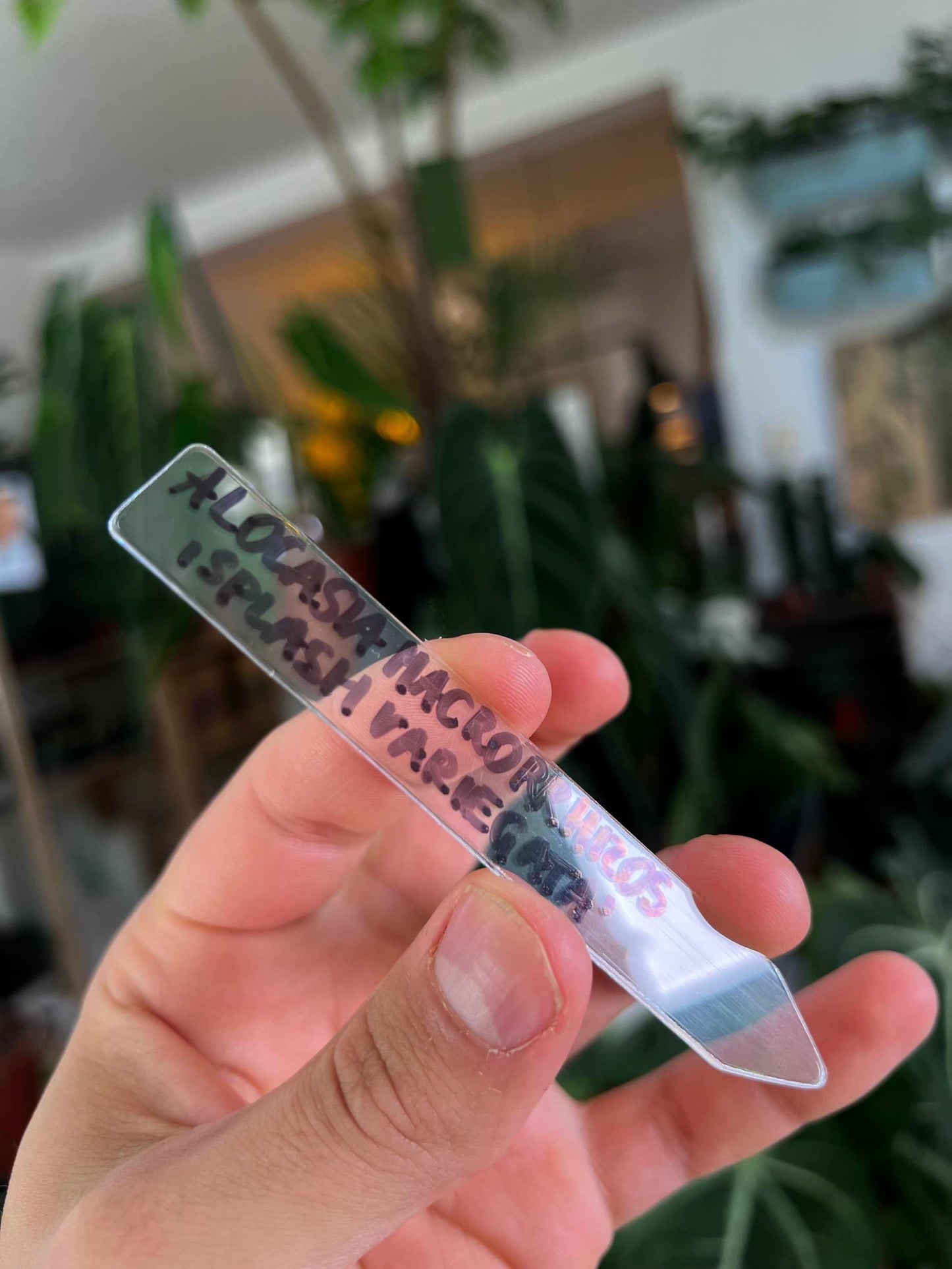 Växtetiketter i genomskinlig plast