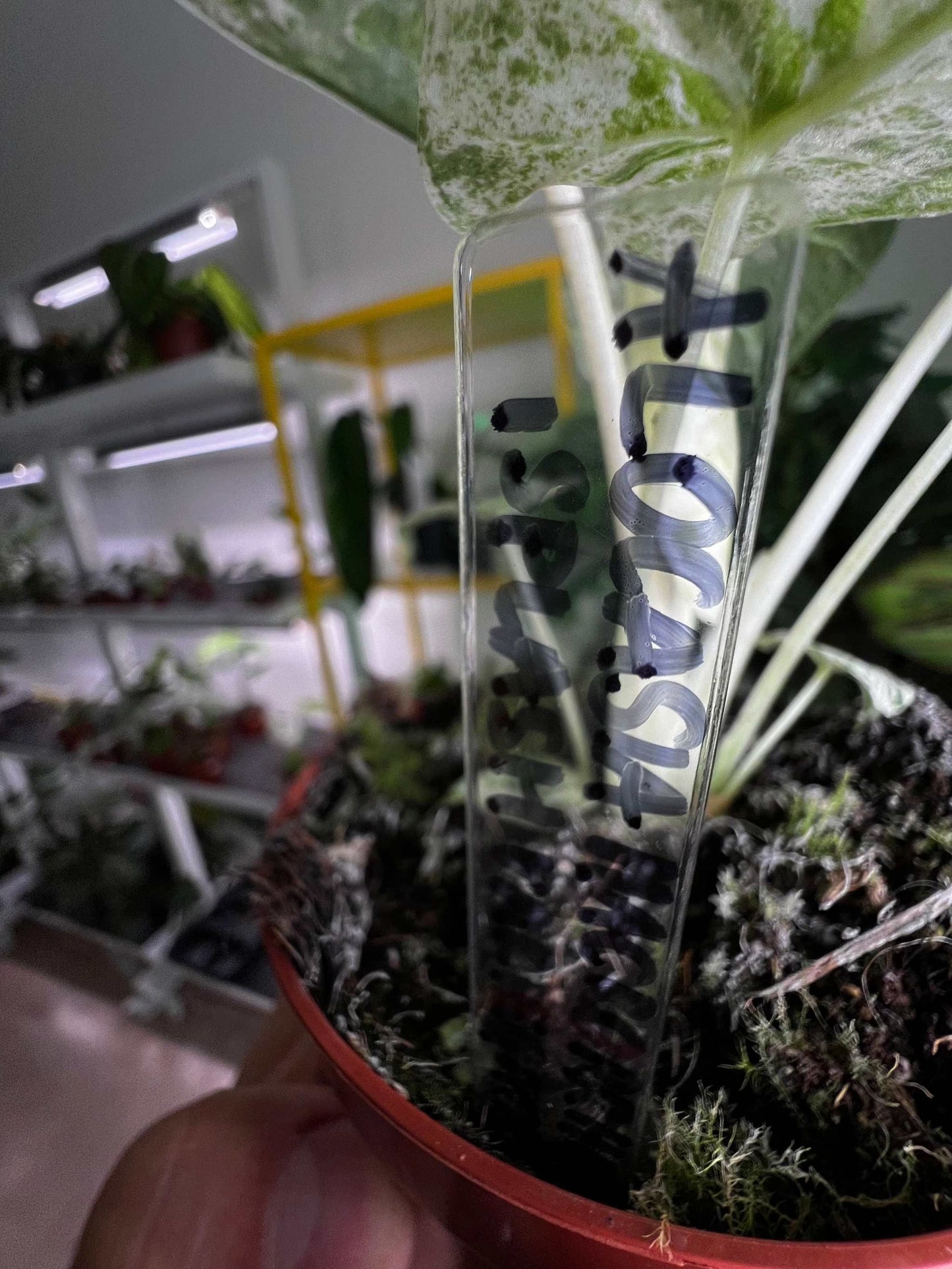 Växtetiketter i genomskinlig plast