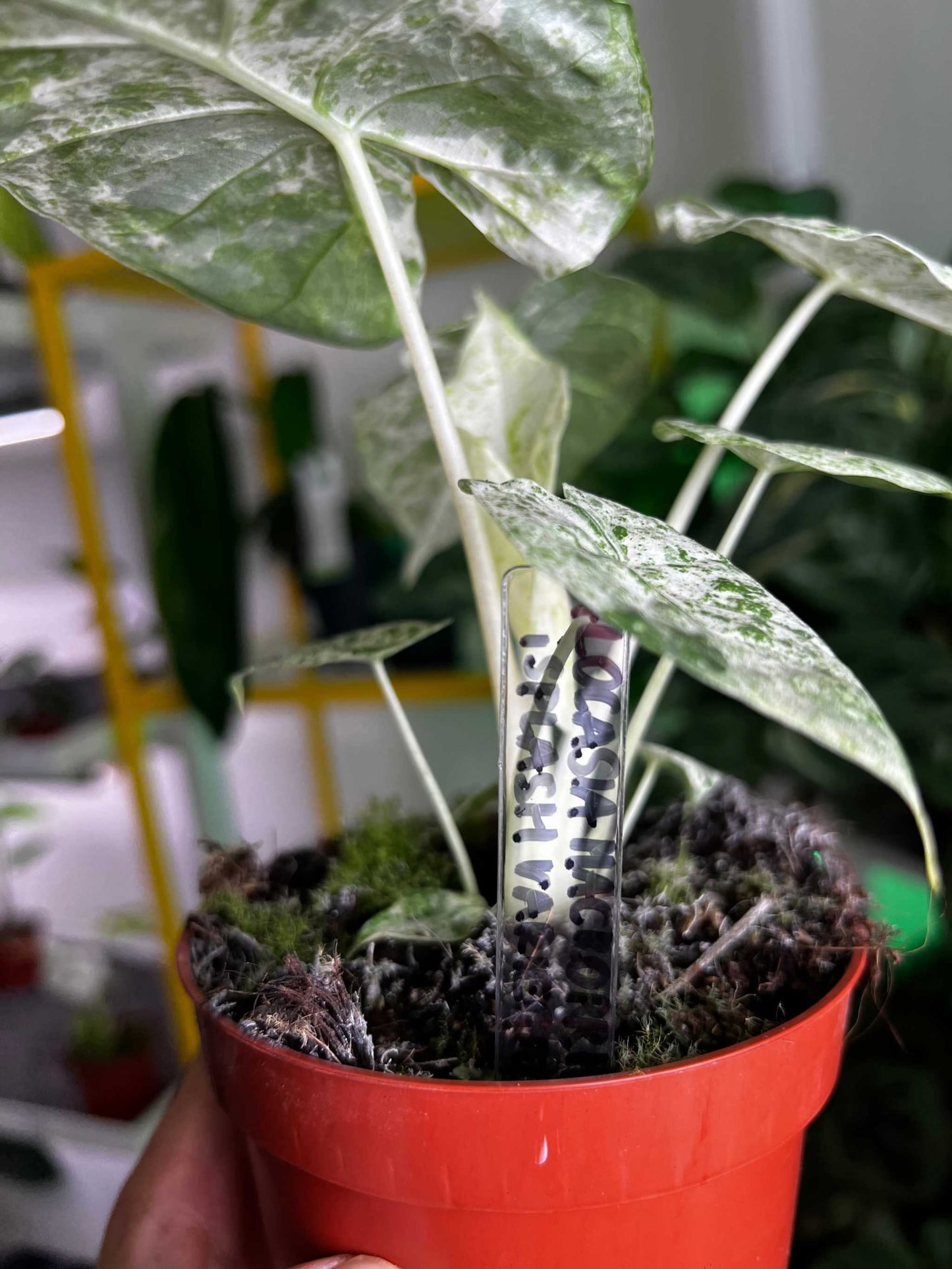 Växtetiketter i genomskinlig plast