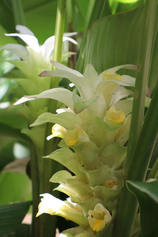 Curcuma longa (Turmeric)