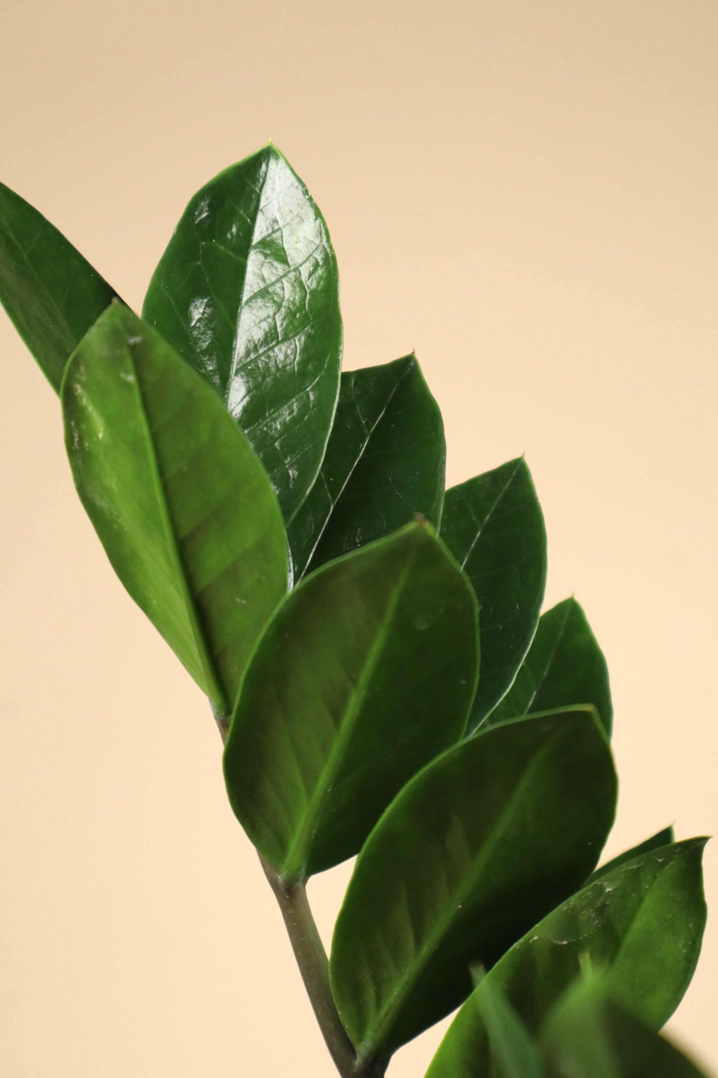 Garderobsblomma 'Zamioculcas zamiifolia'