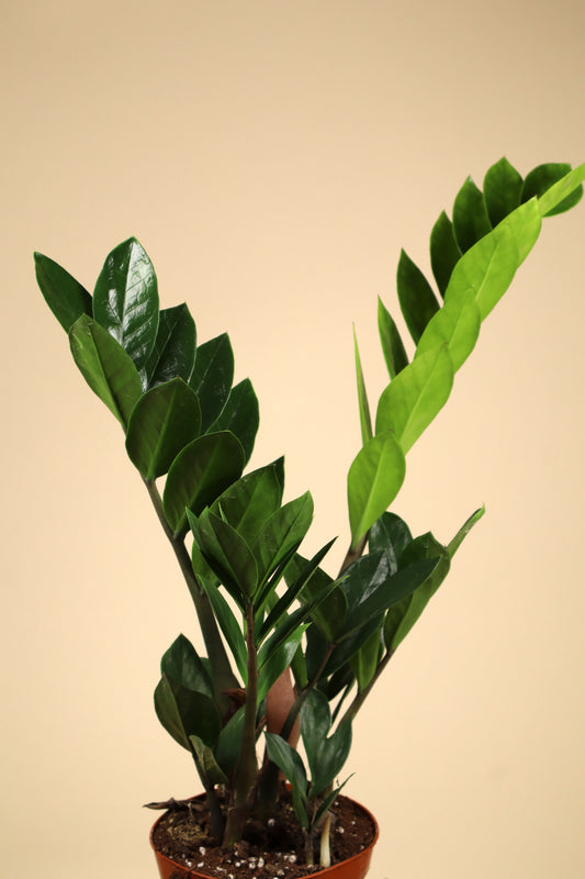 Garderobsblomma 'Zamioculcas zamiifolia'