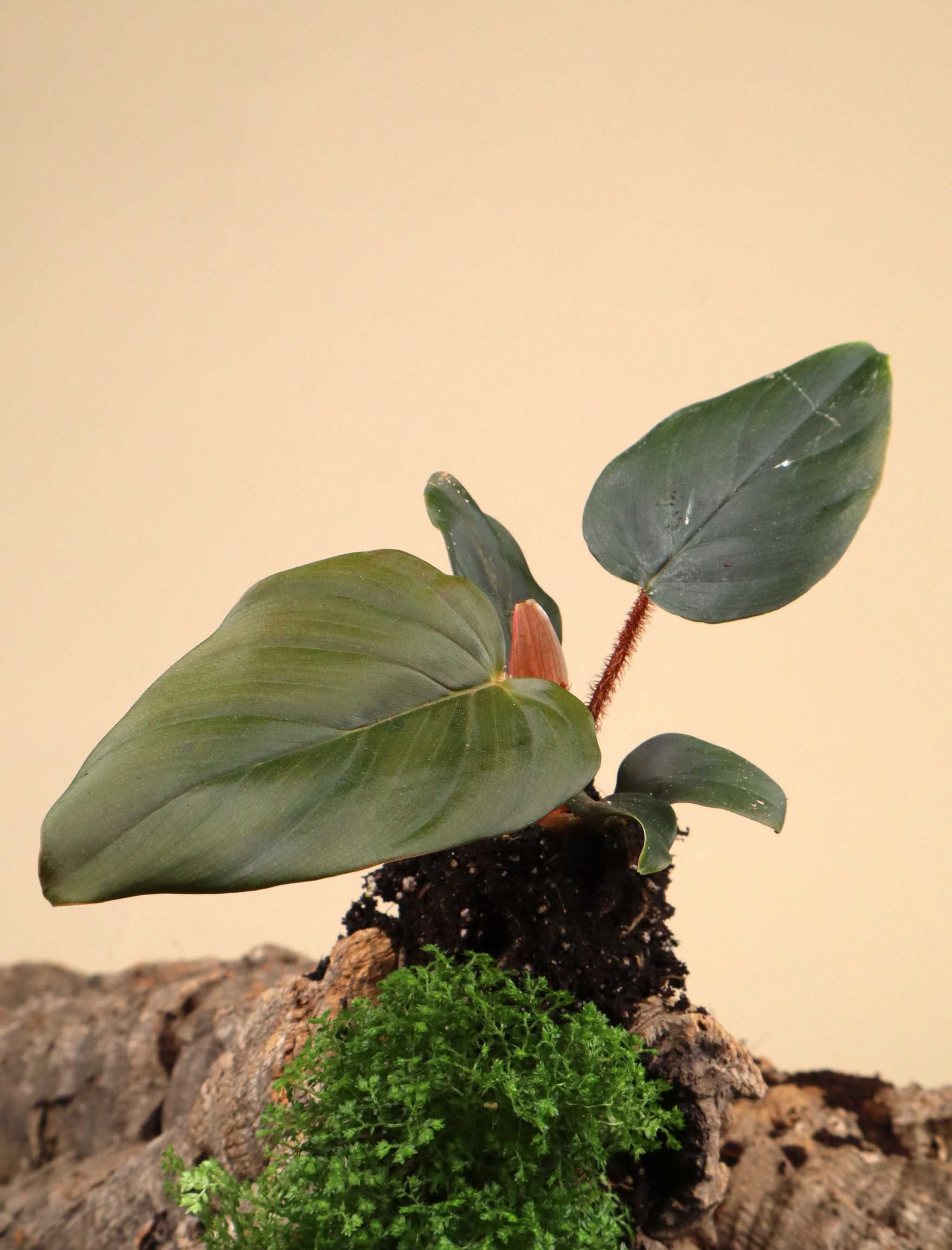 Philodendron Squamiferum x Serpens