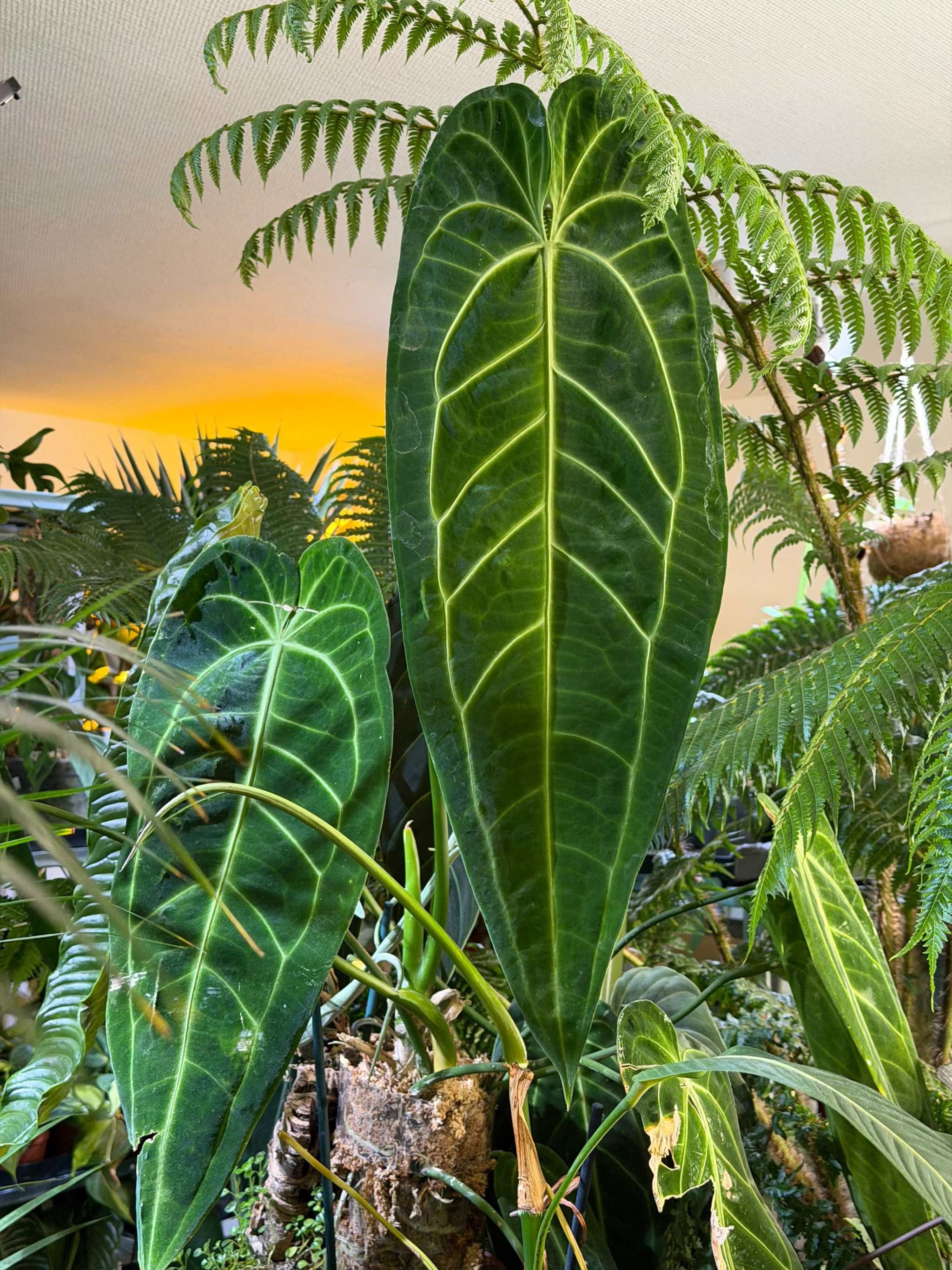 Anthurium Warocqueanum For Sale | Buy Queen Anthurium Online