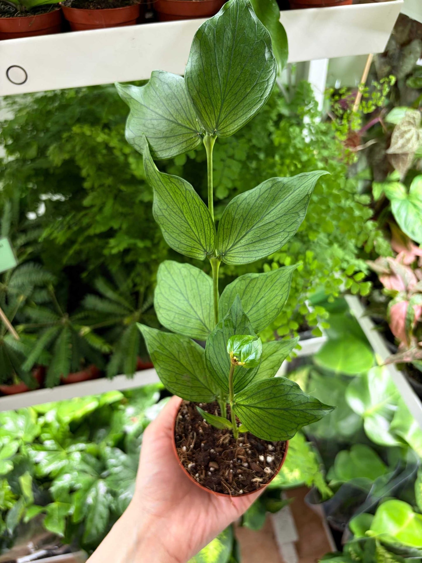 Hoya polyneura