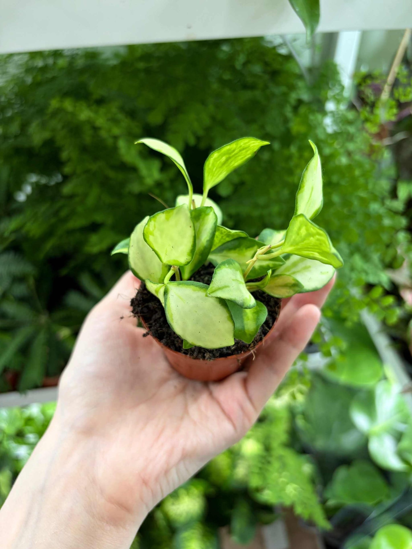 Hoya heuschkeliana variegata