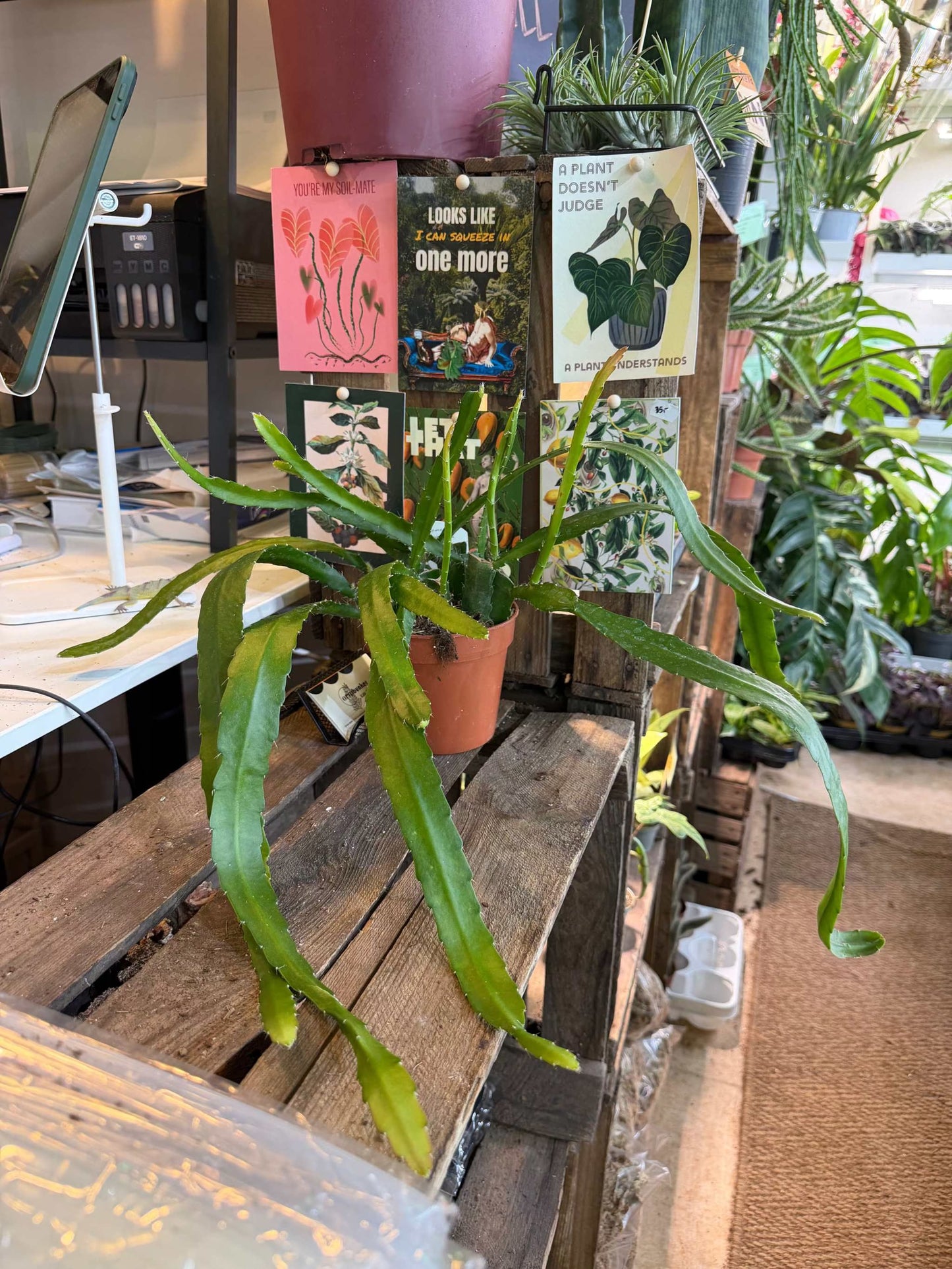 Disocactus (Epiphyllum) 'Red Tip'