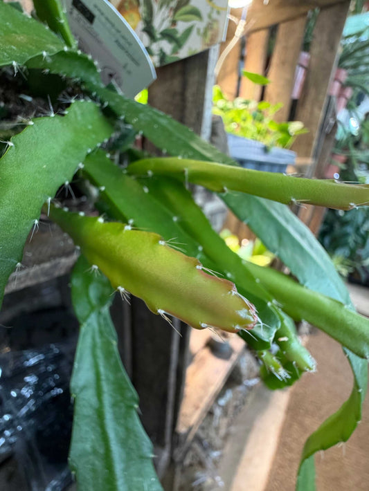 Disocactus (Epiphyllum) 'Red Tip'