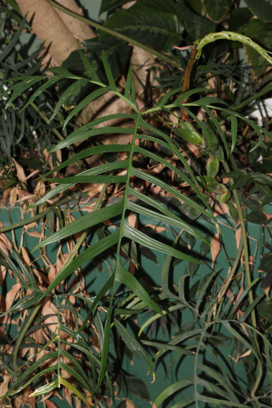 Philodendron polypodioides