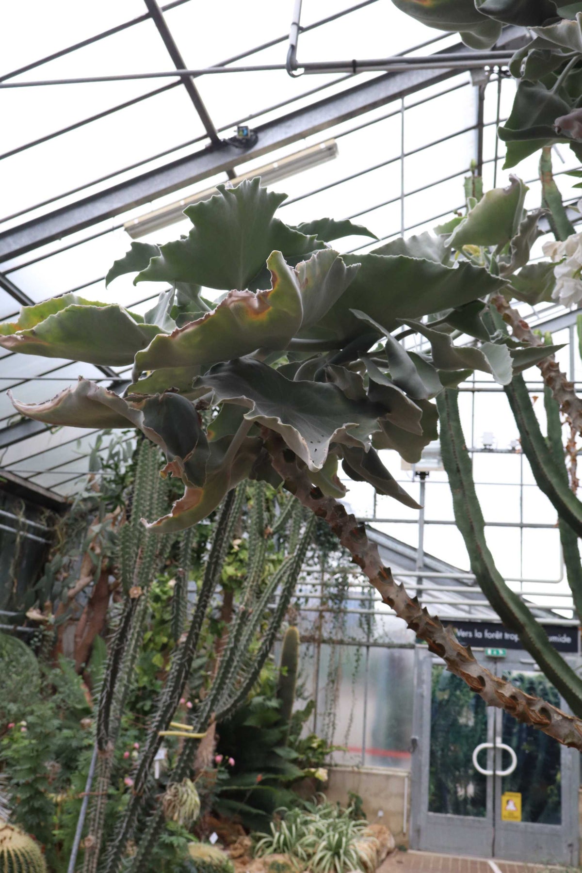 Kalanchoe beharensis 'Elefantenohr-Kalanchoe'
