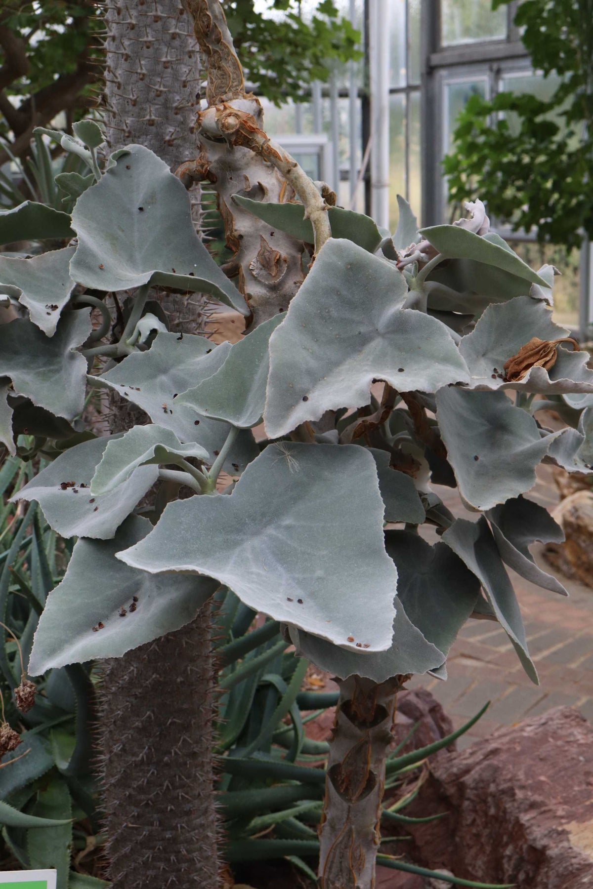 Kalanchoe beharensis 'Elefantenohr-Kalanchoe'