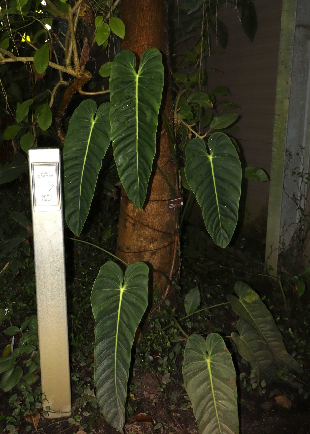 Philodendron Esmeraldense