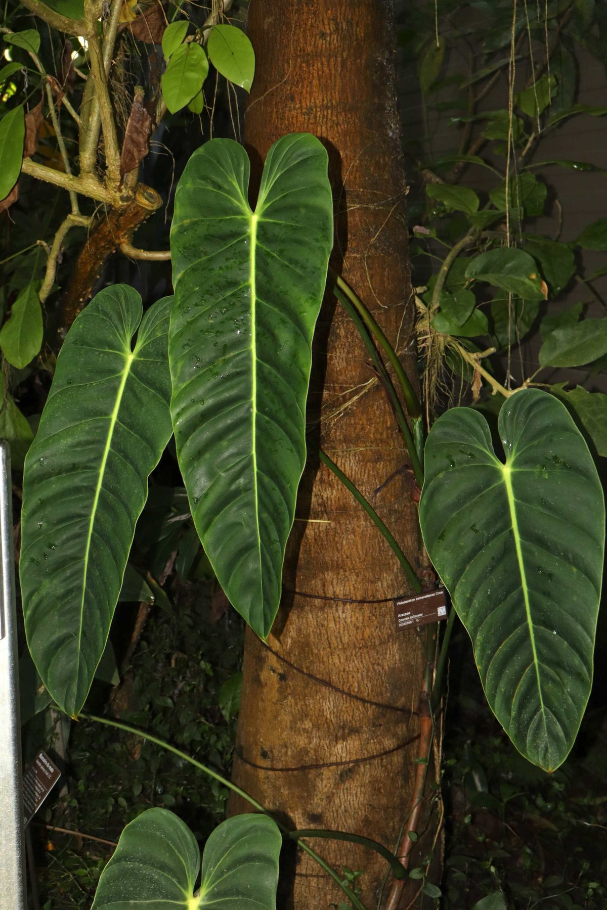 Philodendron Esmeraldense
