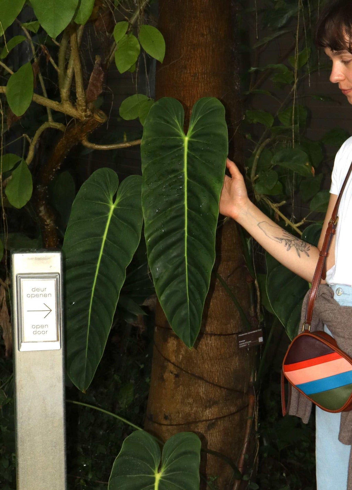 Philodendron Esmeraldense