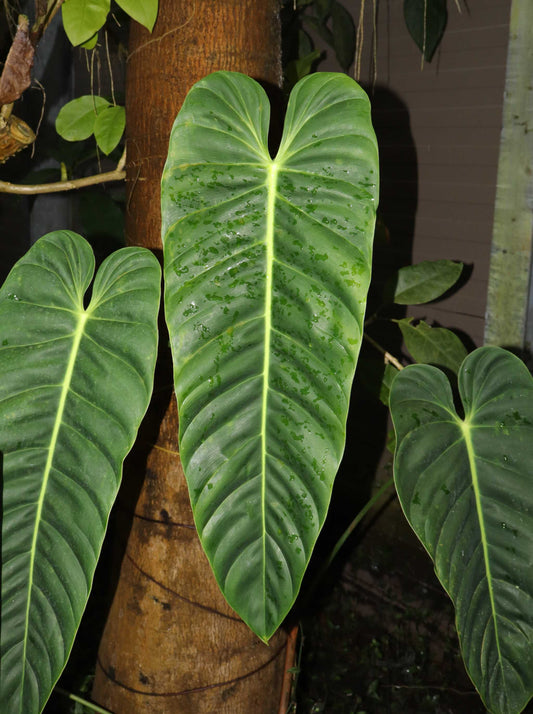 Philodendron esmeraldense