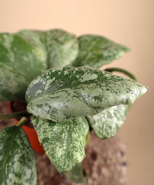 Hoya waymaniae 'kapuas'
