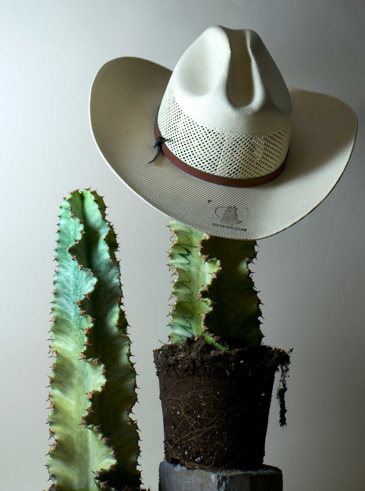 Euphorbia ingens 'Variegata' (Kaktuseuphorbia)