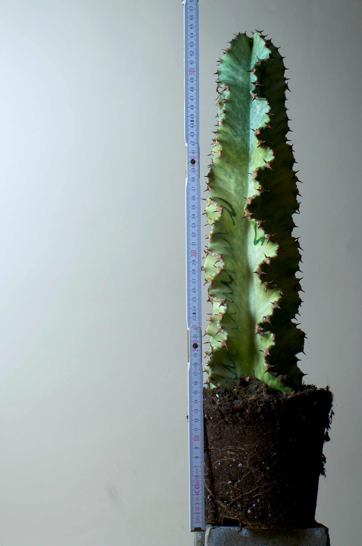 Euphorbia ingens 'Variegata' (Kaktus-Wolfsmilch)