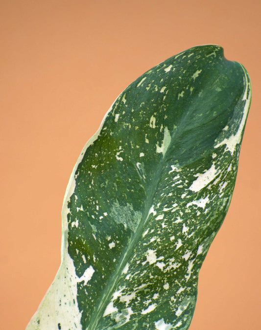 Philodendron 'Jose Buono'